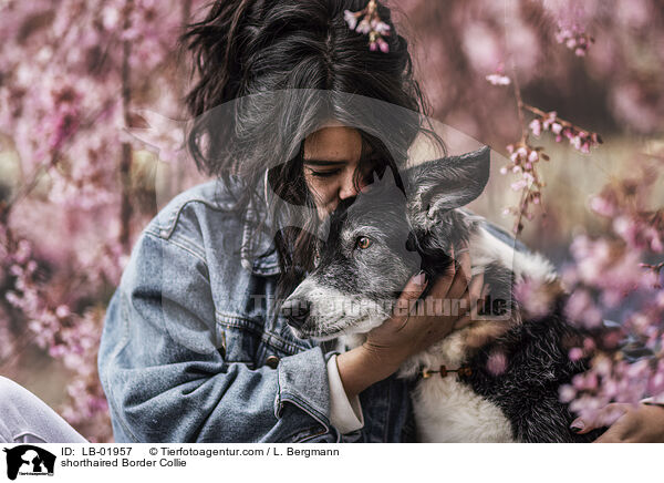 Kurzhaar Border Collie / shorthaired Border Collie / LB-01957