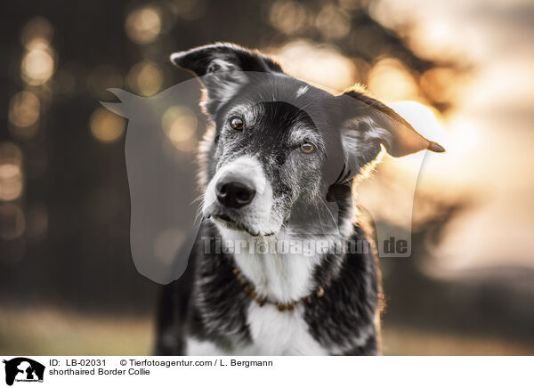 Kurzhaar Border Collie / shorthaired Border Collie / LB-02031