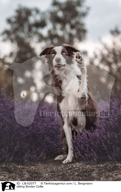 sitzender Border Collie / sitting Border Collie / LB-02077