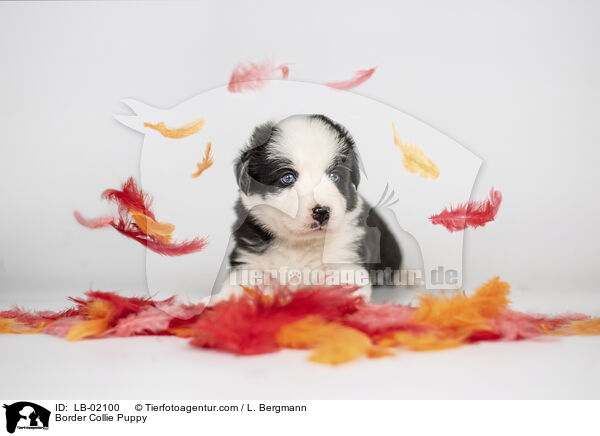 Border Collie Welpe / Border Collie Puppy / LB-02100