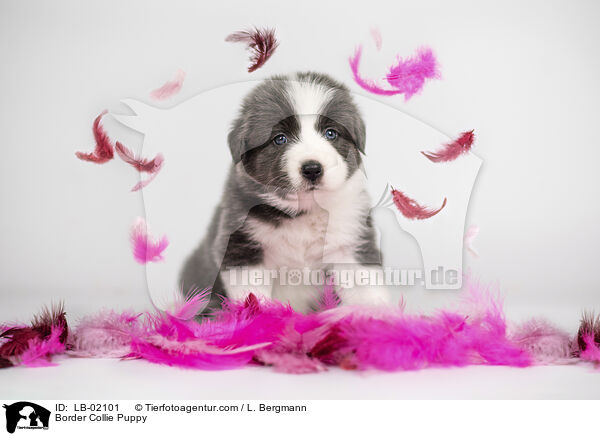Border Collie Puppy / LB-02101