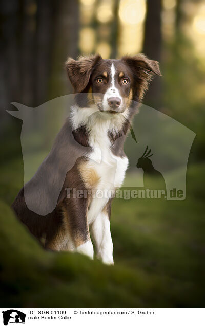 male Border Collie / SGR-01109