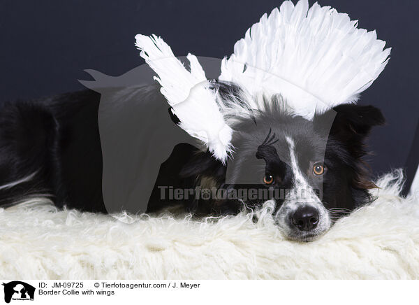 Border Collie mit Flgeln / Border Collie with wings / JM-09725