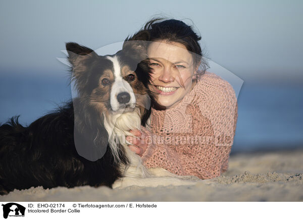 tricolorer Border Collie / tricolored Border Collie / EHO-02174