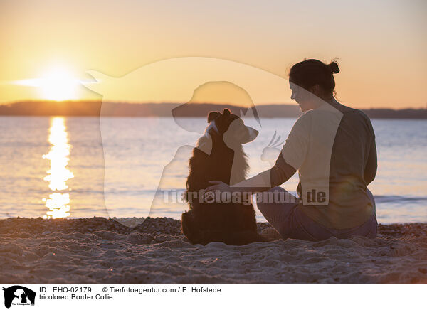 tricolorer Border Collie / tricolored Border Collie / EHO-02179
