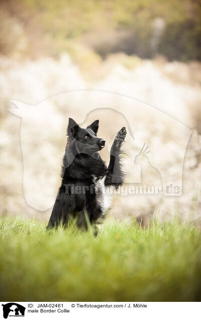 Border Collie Rde / male Border Collie / JAM-02461