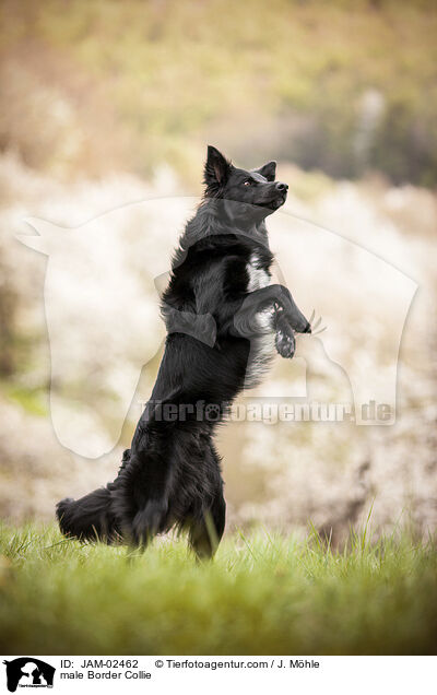 male Border Collie / JAM-02462