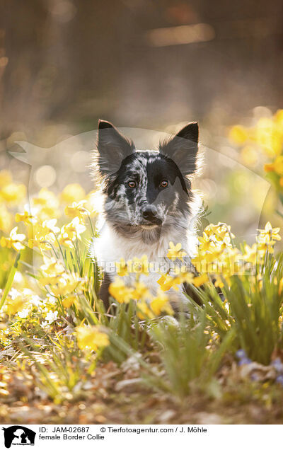 Border Collie Hndin / female Border Collie / JAM-02687