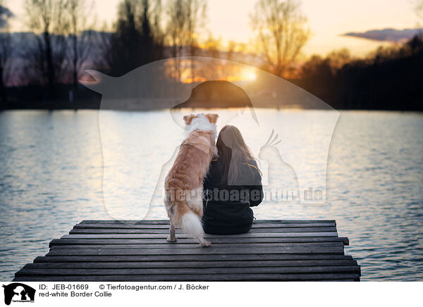 red-white Border Collie / JEB-01669