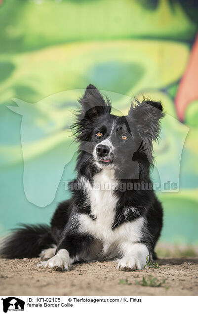 Border Collie Hndin / female Border Collie / KFI-02105