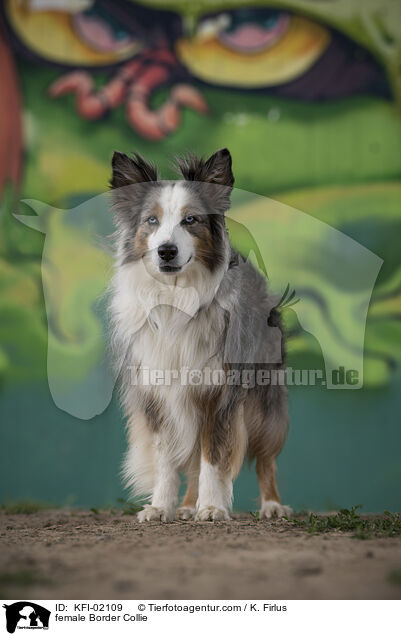 Border Collie Hndin / female Border Collie / KFI-02109