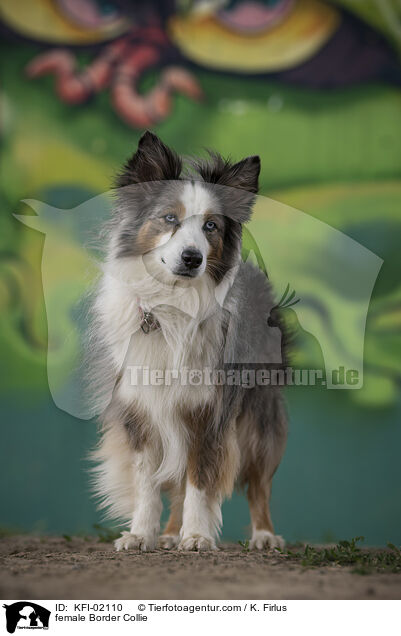 Border Collie Hndin / female Border Collie / KFI-02110