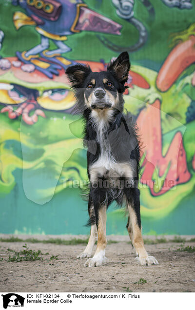 Border Collie Hndin / female Border Collie / KFI-02134