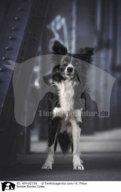 Border Collie Hndin / female Border Collie / KFI-02139