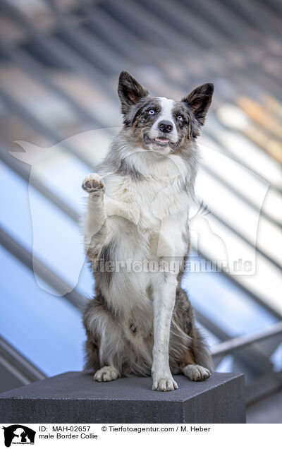 Border Collie Rde / male Border Collie / MAH-02657