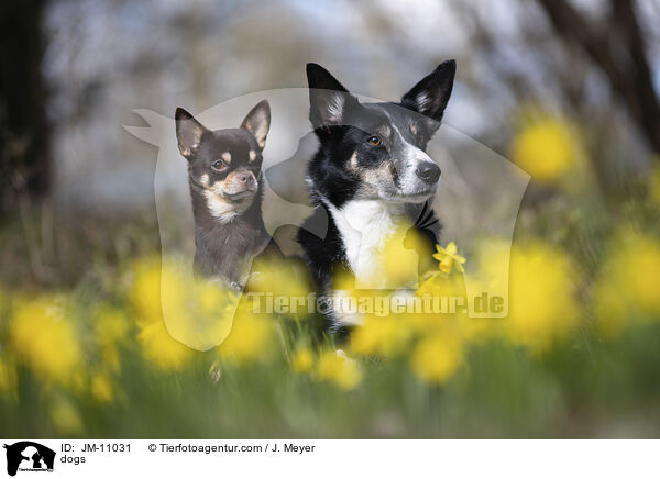 dogs / JM-11031