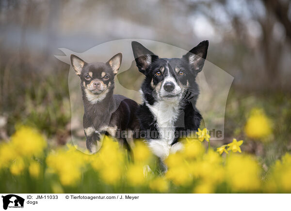 Hunde / dogs / JM-11033