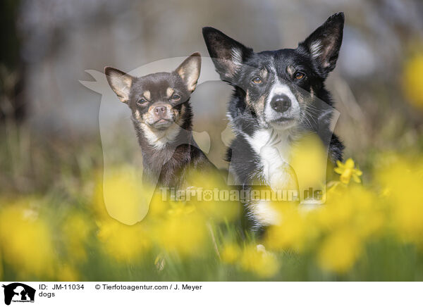 Hunde / dogs / JM-11034