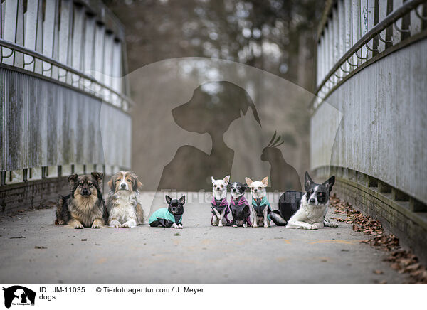 Hunde / dogs / JM-11035