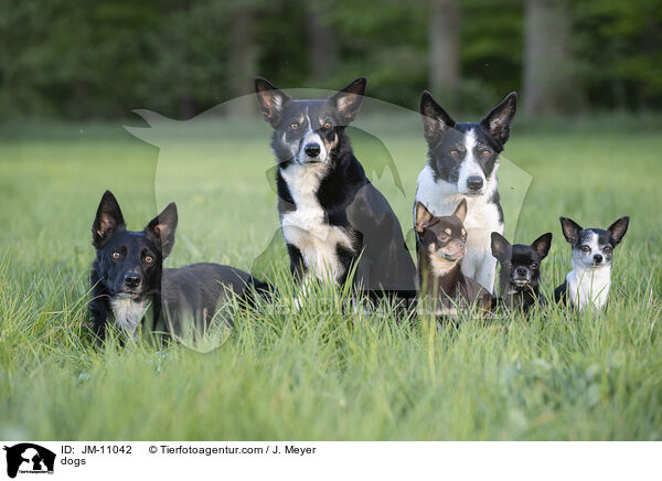 dogs / JM-11042