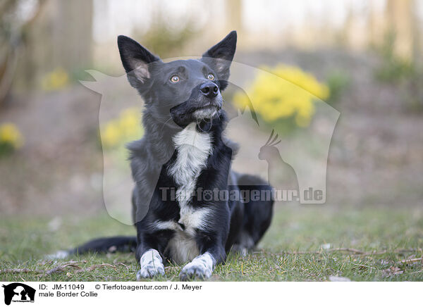 Border Collie Rde / male Border Collie / JM-11049