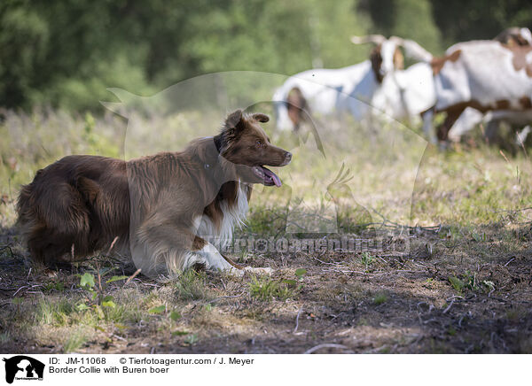 Border Collie with Buren boer / JM-11068