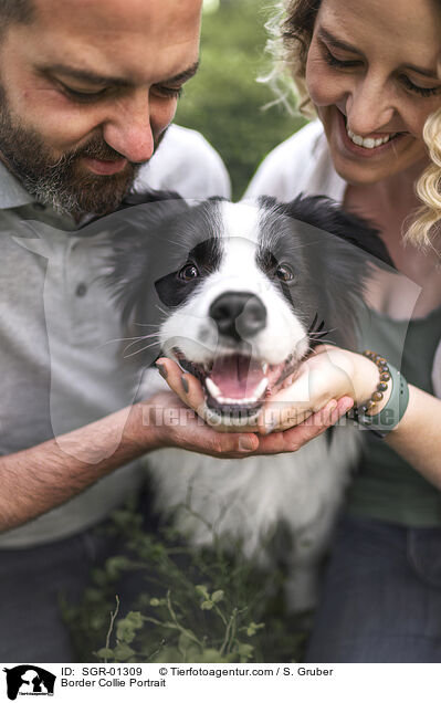 Border Collie Portrait / Border Collie Portrait / SGR-01309