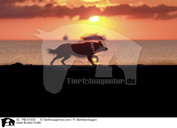 Border Collie Rde / male Border Collie / PB-01505