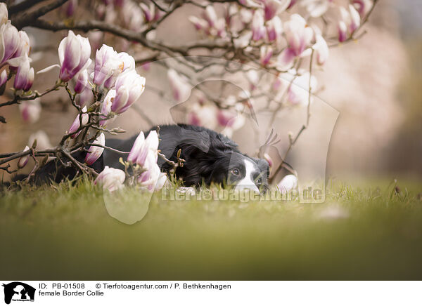 Border Collie Hndin / female Border Collie / PB-01508