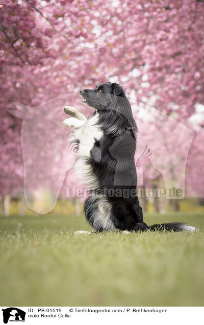 Border Collie Rde / male Border Collie / PB-01519