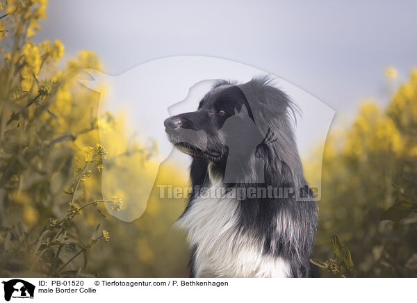 Border Collie Rde / male Border Collie / PB-01520