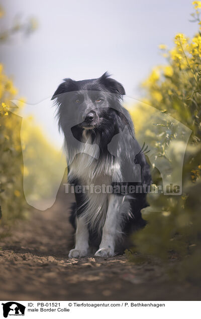 Border Collie Rde / male Border Collie / PB-01521