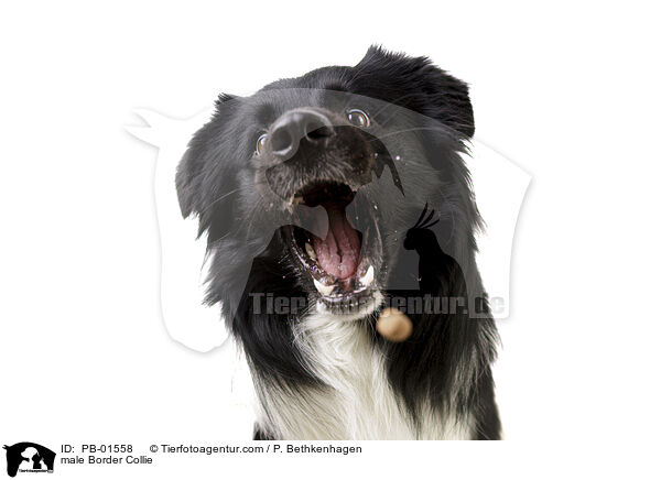 Border Collie Rde / male Border Collie / PB-01558