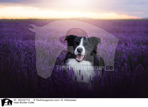 male Border Collie / DH-02174