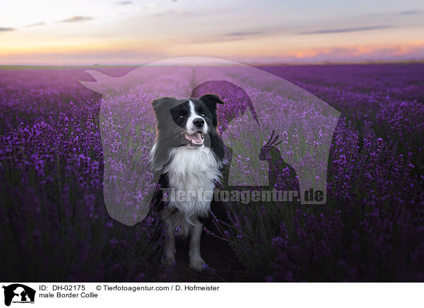 Border Collie Rde / male Border Collie / DH-02175