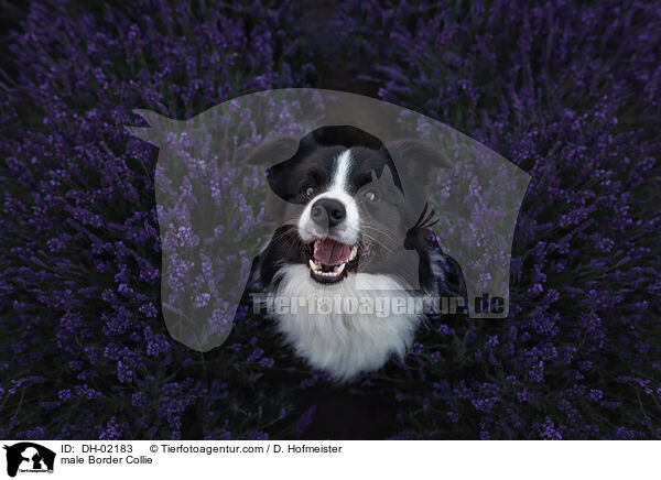 Border Collie Rde / male Border Collie / DH-02183