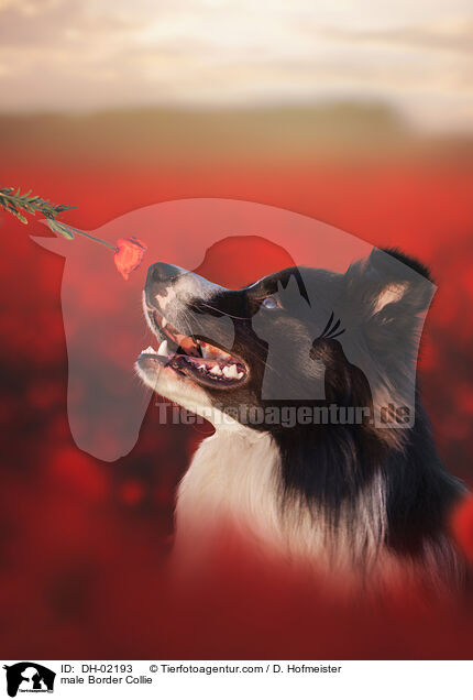 Border Collie Rde / male Border Collie / DH-02193