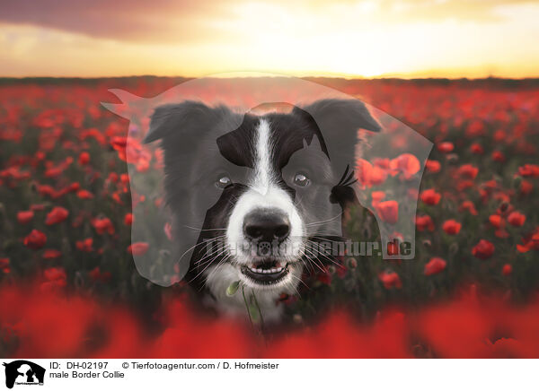 Border Collie Rde / male Border Collie / DH-02197