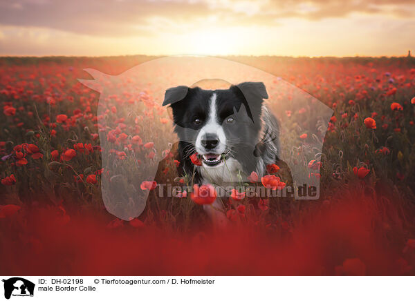 Border Collie Rde / male Border Collie / DH-02198