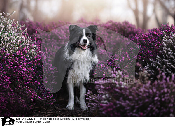 junger Border Collie Rde / young male Border Collie / DH-02224