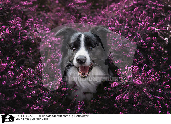 junger Border Collie Rde / young male Border Collie / DH-02233