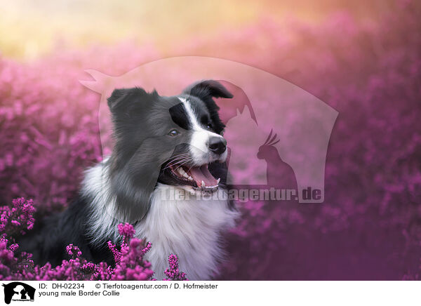 junger Border Collie Rde / young male Border Collie / DH-02234