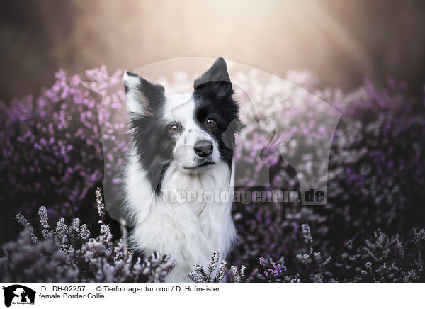 Border Collie Hndin / female Border Collie / DH-02257