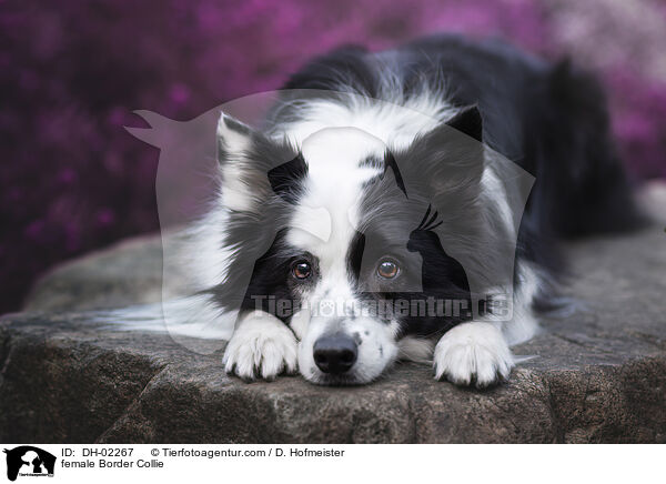 Border Collie Hndin / female Border Collie / DH-02267