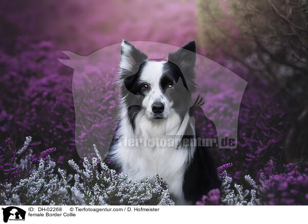 Border Collie Hndin / female Border Collie / DH-02268