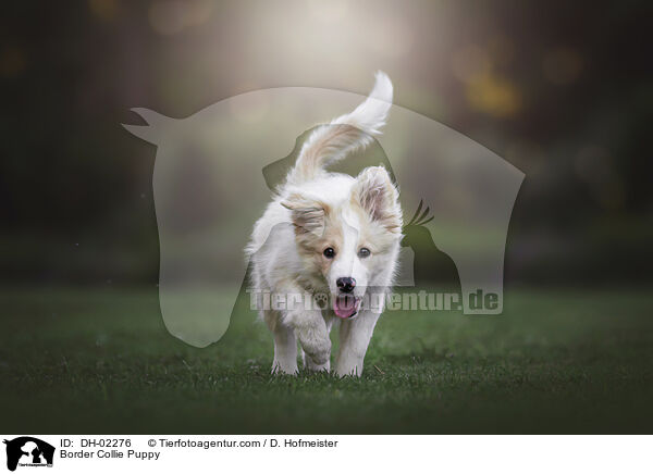 Border Collie Puppy / DH-02276