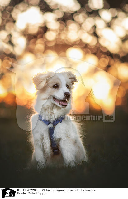 Border Collie Welpe / Border Collie Puppy / DH-02283