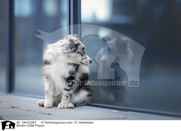 Border Collie Welpe / Border Collie Puppy / DH-02287