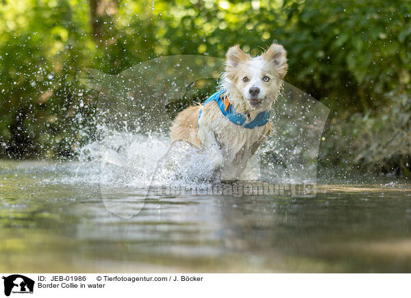 Border Collie im Wasser / Border Collie in water / JEB-01986