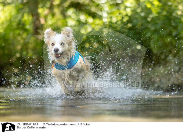 Border Collie im Wasser / Border Collie in water / JEB-01987